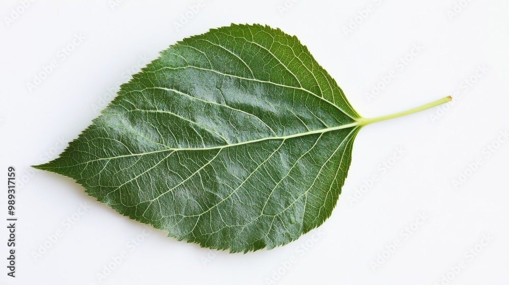 Mulberry leaf closeup on a white surface. Mulberry leaf closeup on a white surface.