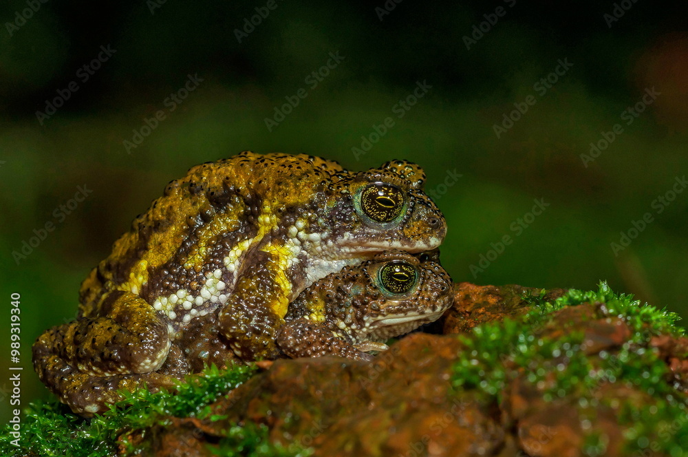 Obraz premium Amboli tiger toad, Xanthophryne tigerina, Maharashtra, India