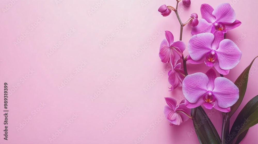 Fototapeta premium A vibrant purple orchid in full bloom, set against a pastel pink background for a soft and elegant contrast