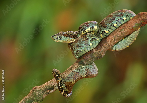 Malabar pit viper, Trimeresurus malabaricus, Maharashtra, India photo