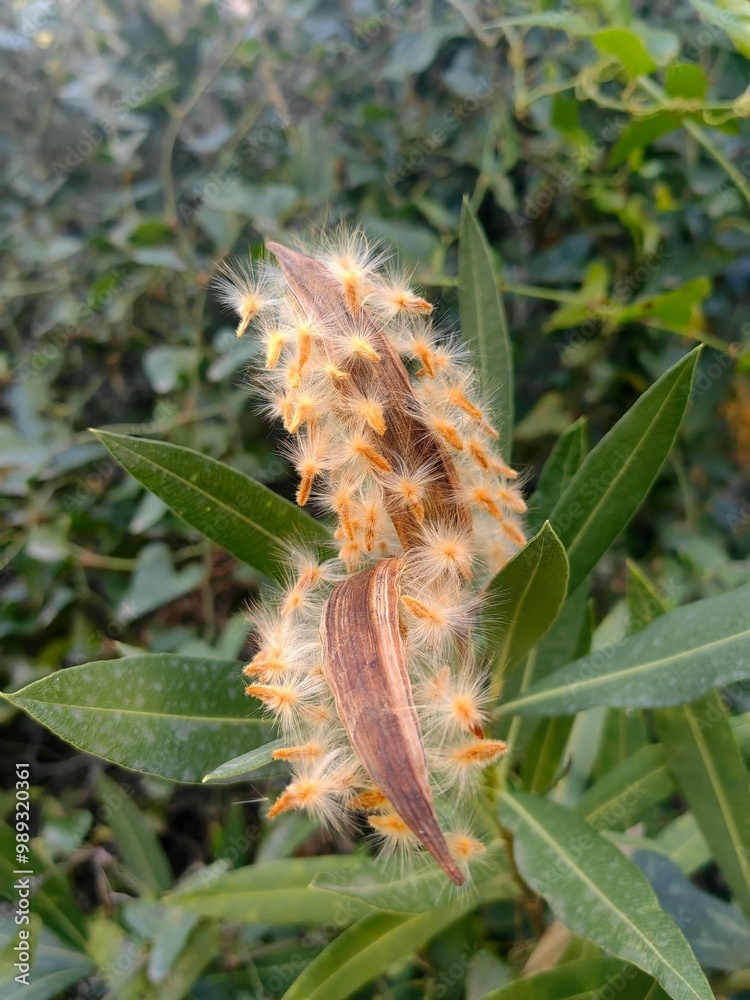Naklejka premium Wild herbs strings. Fresh green thyme plant growing in a herb garden. Common Thyme, Whole thymus.