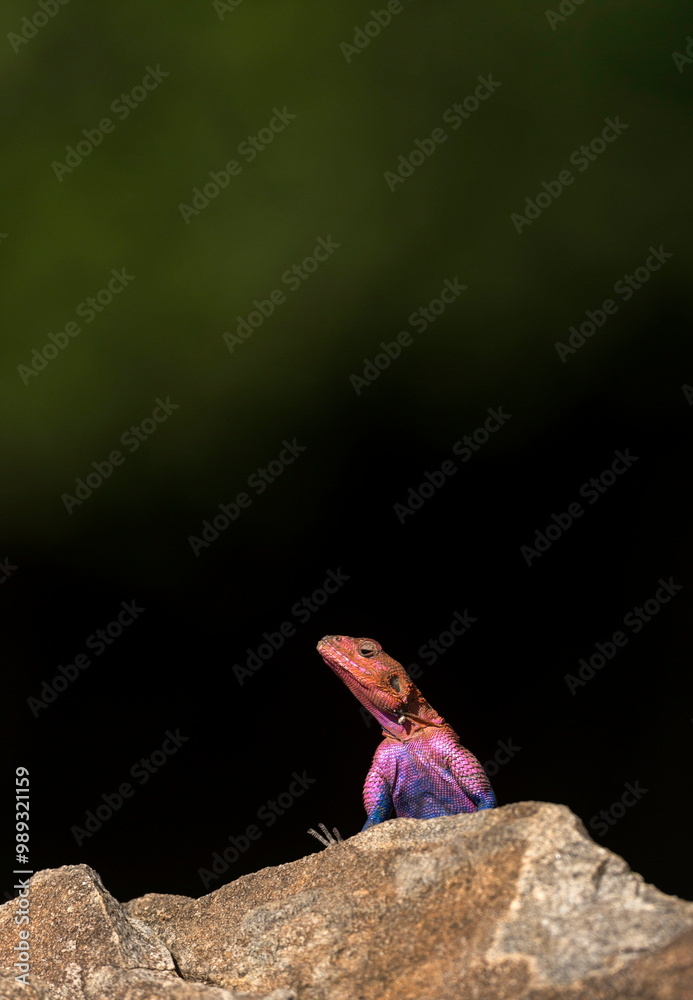 African agama, male, Masaimara, Africa African agama, male, Masaimara, Africa