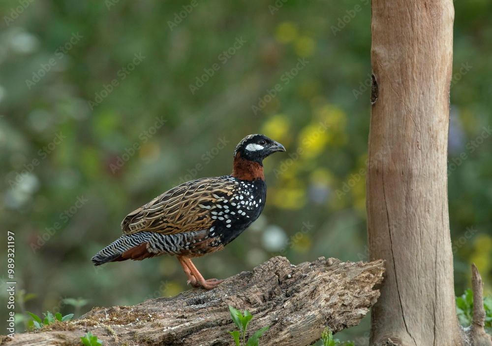 Black francolin, male,  Francolinus francolinus, Sattal, India Black francolin, male,  Francolinus francolinus, Sattal, India