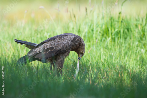 A large bird of prey devouring its prey photo