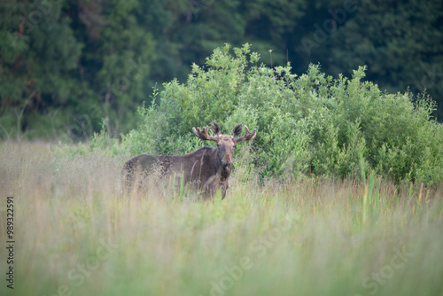 Moose in a summer meadow against the background of bushes