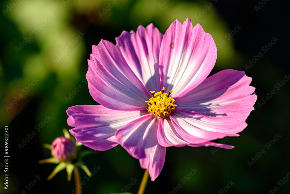 Cosmos in the Garden Cosmos in the Garden