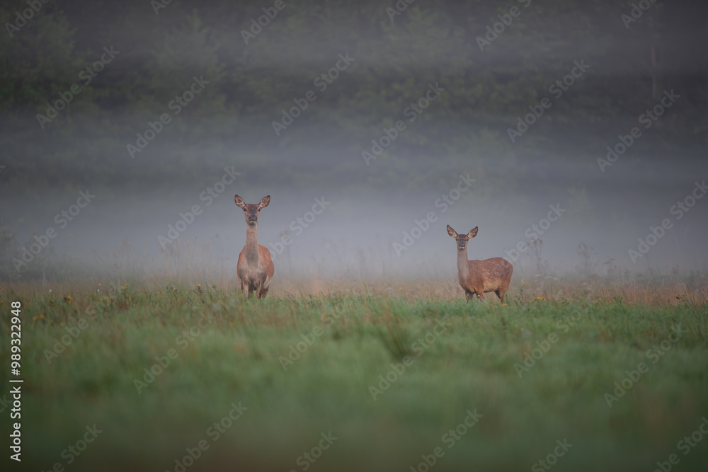 A doe with her cub in a meadow on a foggy morning A doe with her cub in a meadow on a foggy morning