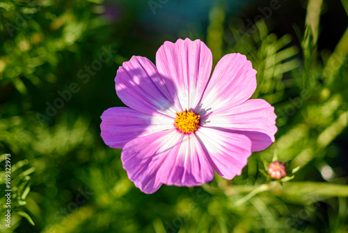 Cosmos in the Garden