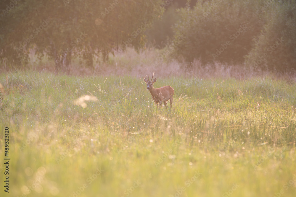Roebuck in a meadow at sunset Roebuck in a meadow at sunset