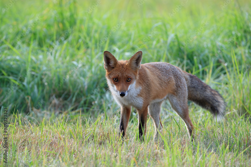 A fox in a meadow looking watchfully A fox in a meadow looking watchfully