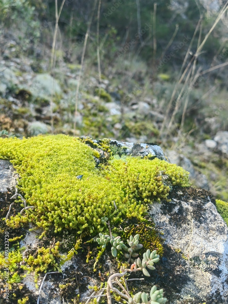 Green moss in the forest. Stack of pebble stones by a stream in a forest