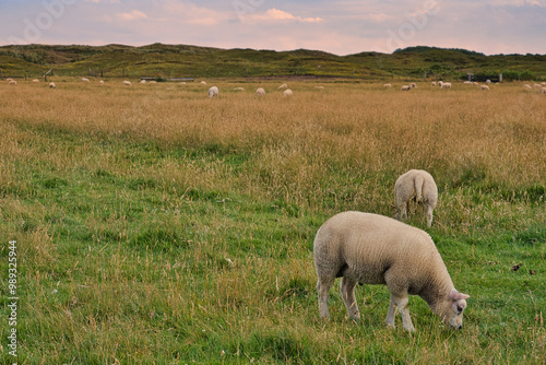 flock of sheep grazing at dusk