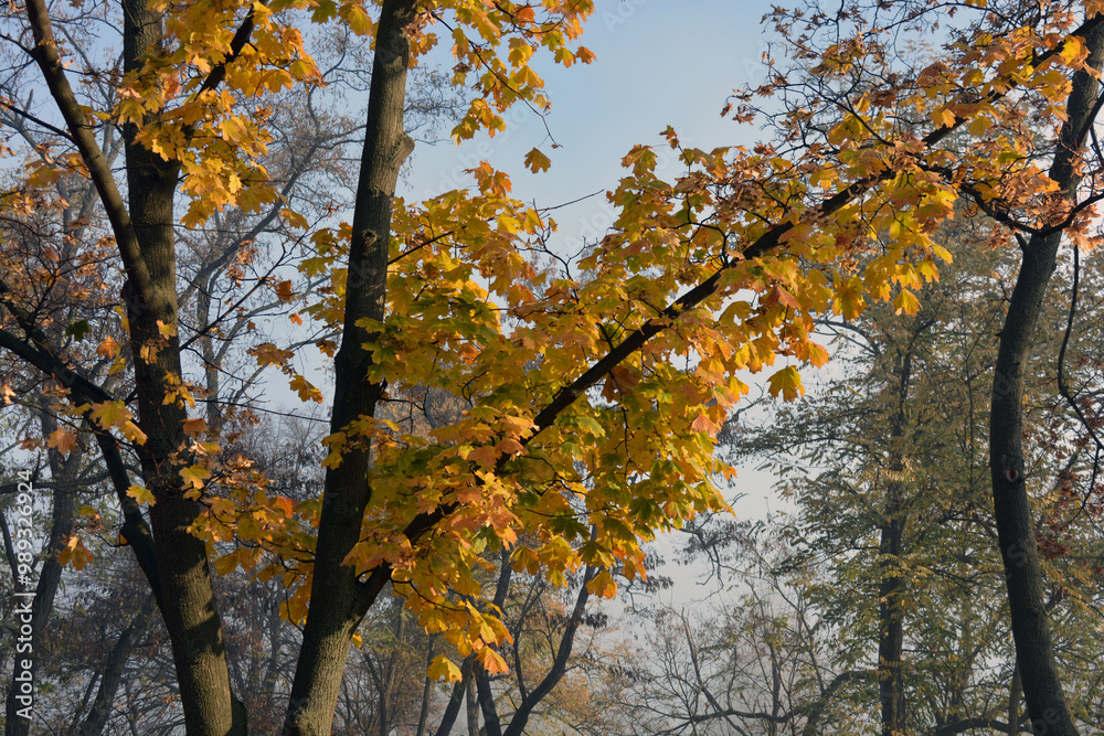 Beautiful and beautiful nature of the autumn park. Dry, bright, golden, yellow-green leaves hang on the tree against the blue sky. Beautiful and beautiful nature of the autumn park. Dry, bright, golden, yellow-green leaves hang on the tree against the blue sky.