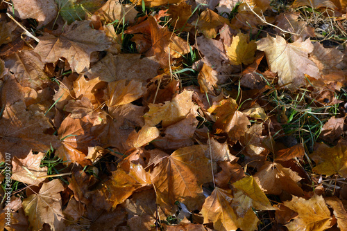 The autumn season is beautiful and pleasant. Yellow, brown, golden, dry green leaves, fallen leaves lie on the ground, sidewalks on the still green grass. ...