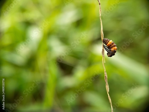 An intimate look at the life cycle of an insect, with a focus on the growing and developing caterpillar. This photograph highlights the often overlooked beauty of nature photo