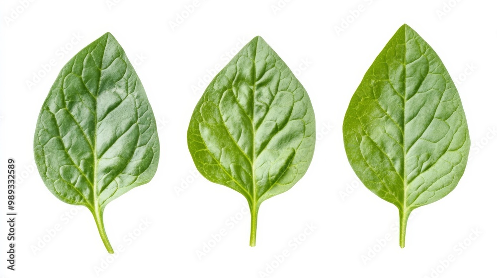 Spinach leaves on white.