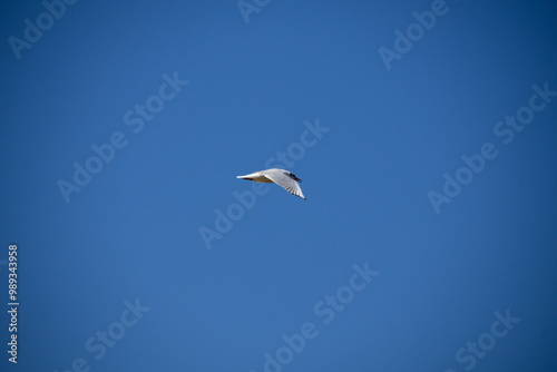 seagull in the sky