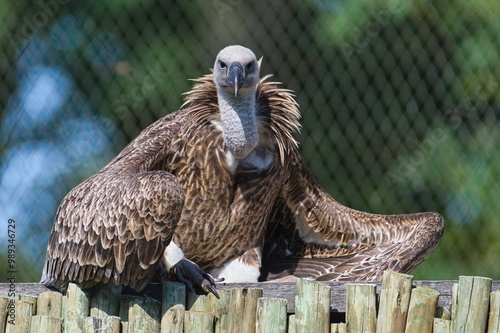 Картината върху платно Gyps rueppellii aka Rüppell's Griffon vulture in Zoo Zlin Lesna in Czech republic