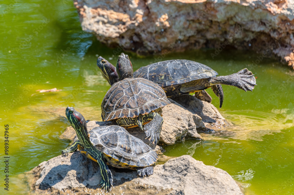 red-eared turtle basking in the sun red-eared turtle basking in the sun