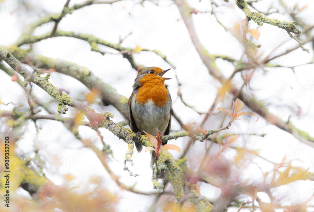 European Robin redbreast European Robin redbreast