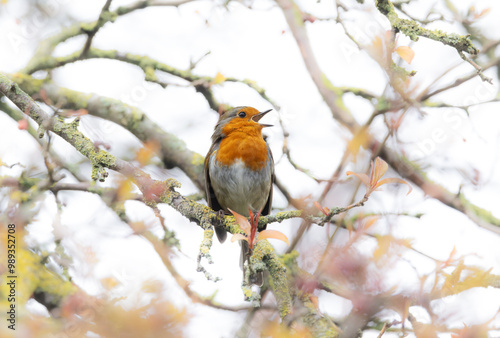 European Robin redbreast "Erithacus rubecula" singing with beak open wide while perched on branch. Blurred branches in faded background. Dublin, Ireland