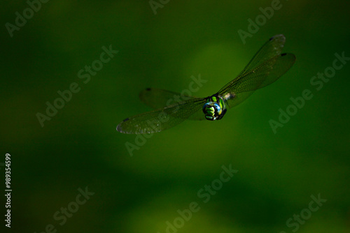 Blaugrüne Mosaikjungfer // Southern hawker, blue hawker (Aeshna cyanea) photo