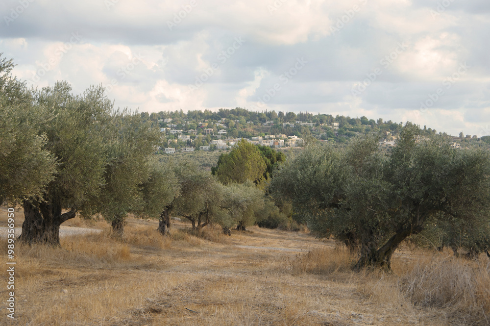 Close up shot of old olive trees near Latrun monastery. Israel. Close up shot of old olive trees near Latrun monastery. Israel.