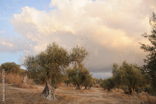 Old olive trees near Latrun monastery at sunset. photo