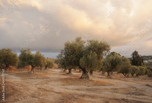 Old olive trees near Latrun monastery at sunset.