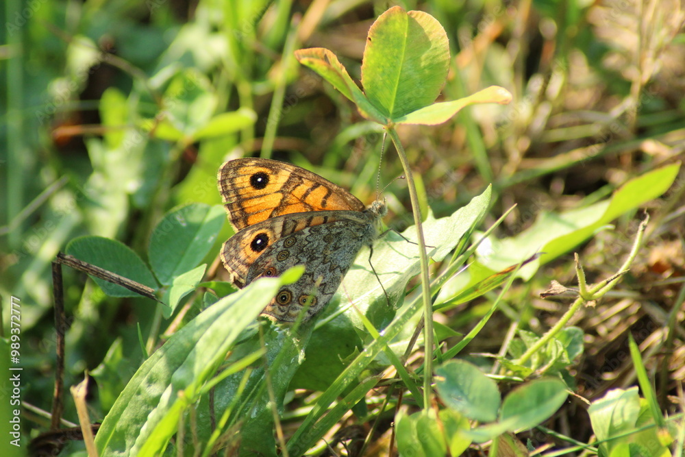 close-up of a Wall brown butterfly (Lasiommata megera) in a meadow, Czech republic
close-up of a Wall brown butterfly (Lasiommata megera) in a meadow, Czech republic