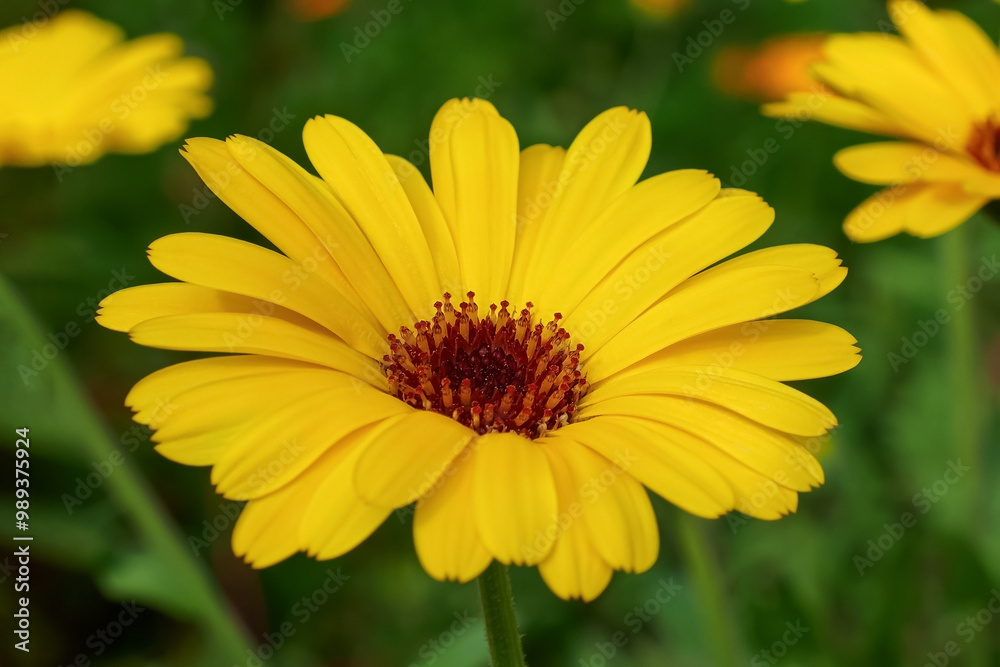 Flower. Calendula. A flowering plant. Yellow flower close-up. Flower. Calendula. A flowering plant. Yellow flower close-up.