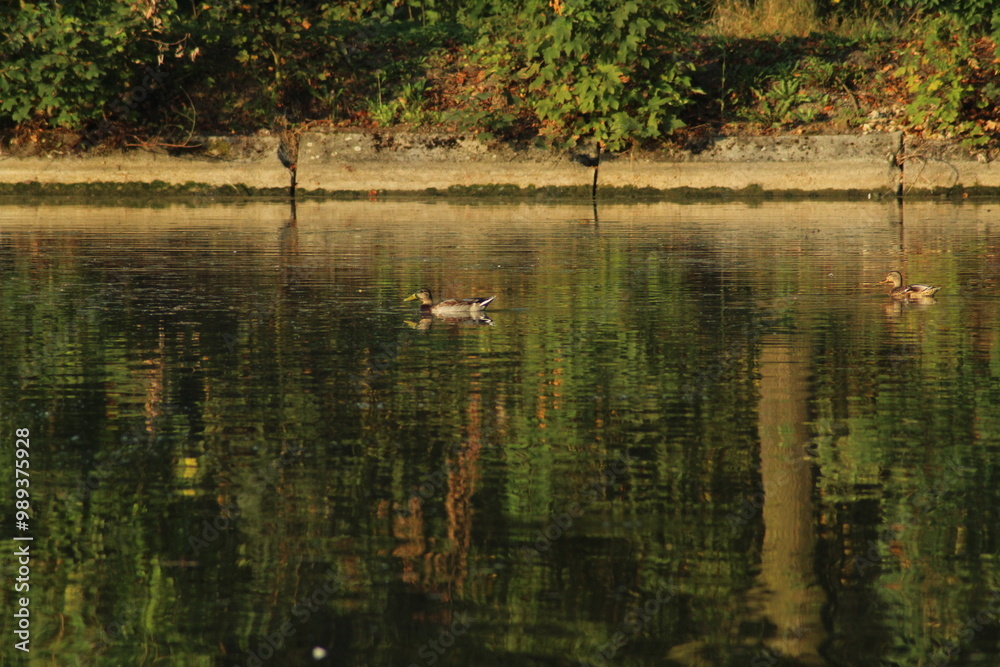 Flock of Mallard duck or Wild ducks (Anas platyrhynchos) in a flight and Swimming in a pond in autumn
Flock of Mallard duck or Wild ducks (Anas platyrhynchos) in a flight and Swimming in a pond in autumn