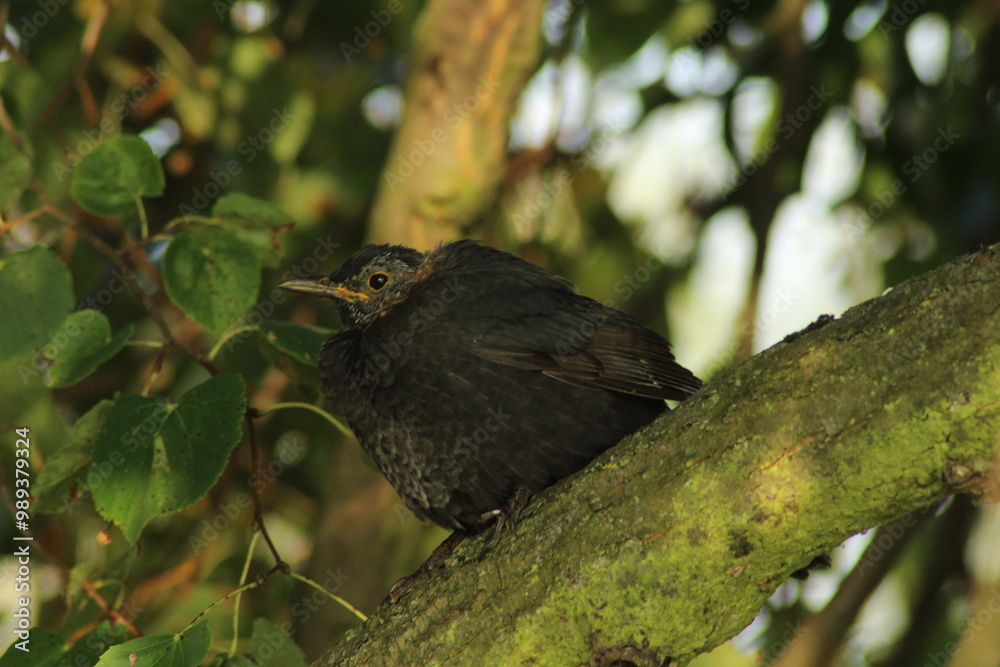 Young blackbird bird sits on a branch against green background. Little songbird. Thrush. City birds. Eurasian blackbird aka The common blackbird or Turdus merula. Young baby Blackbird
Young blackbird bird sits on a branch against green background. Little songbird. Thrush. City birds. Eurasian blackbird aka The common blackbird or Turdus merula. Young baby Blackbird