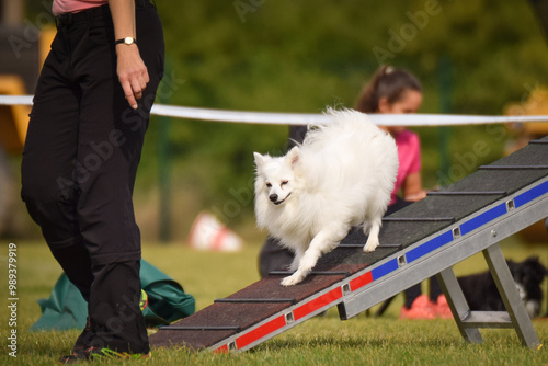 Dog is running in agility park on dog walk. She teachs new thing for competition.	