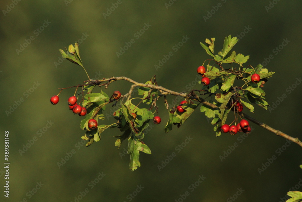 Hawthorn red berries grow on a bush. Hawthorn red berries in nature, autumn seasonal background. Crataegus monogyna. Hawthorn. Branches with leaves and red berries in autumn.
Hawthorn red berries grow on a bush. Hawthorn red berries in nature, autumn seasonal background. Crataegus monogyna. Hawthorn. Branches with leaves and red berries in autumn.
