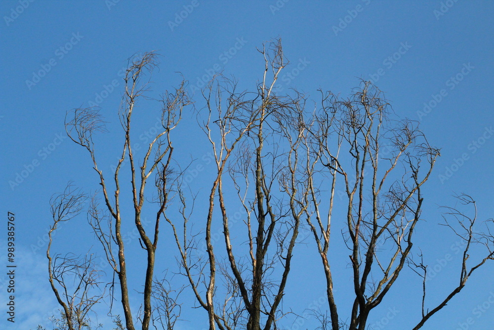 tree branches and leaves against blue sky background
tree branches and leaves against blue sky background