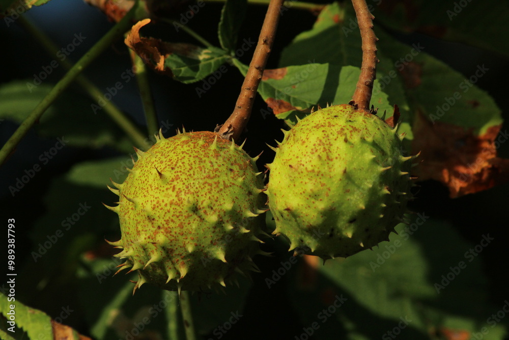 Prickly green chestnut. Chestnut macro in the garden in autumn outdoors. conkers - chestnut tree. Beautiful autumn background
Prickly green chestnut. Chestnut macro in the garden in autumn outdoors. conkers - chestnut tree. Beautiful autumn background
