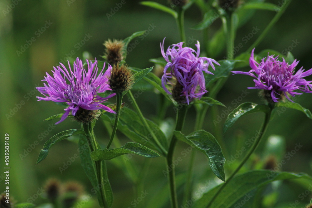 Brown knapweed (Centaurea jacea) in a summer meadow in morning with morning dew, Flower, Czech republic, Europe. Beautiful floral background
Brown knapweed (Centaurea jacea) in a summer meadow in morning with morning dew, Flower, Czech republic, Europe. Beautiful floral background