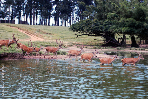 Veador Campeiro atravessando o rio photo