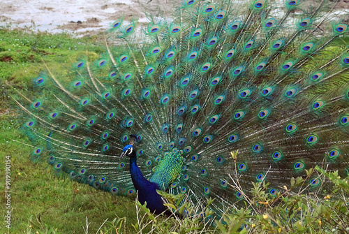 Pavão mostrado seu expondo sua plumagem photo