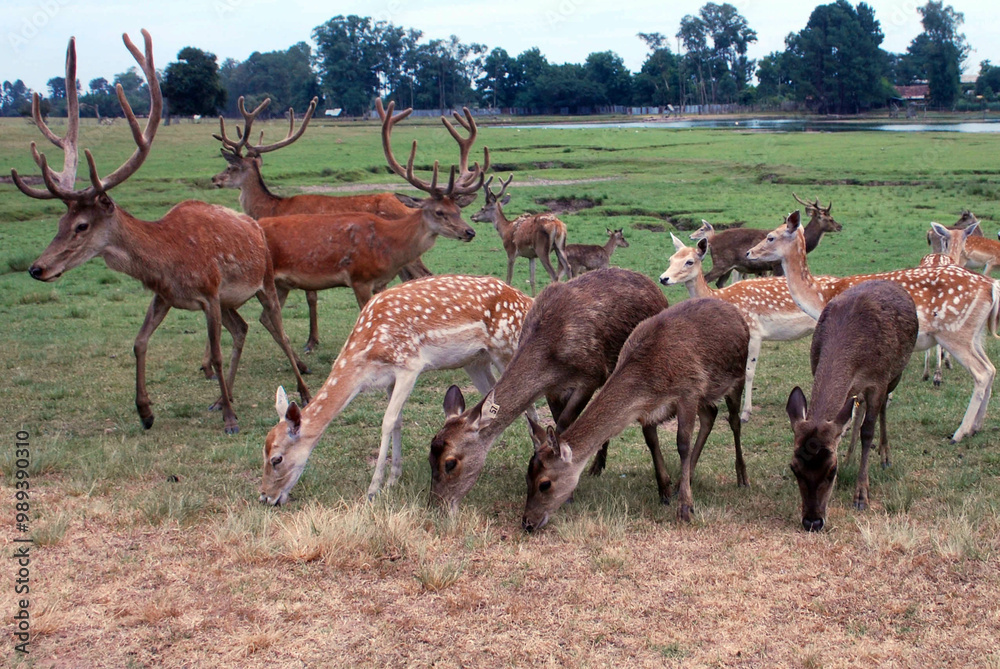 Naklejka premium Veador Campeiro pastando na relva