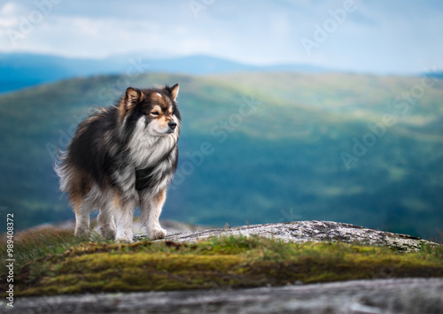 Portrait of Finnish Lapphund dog