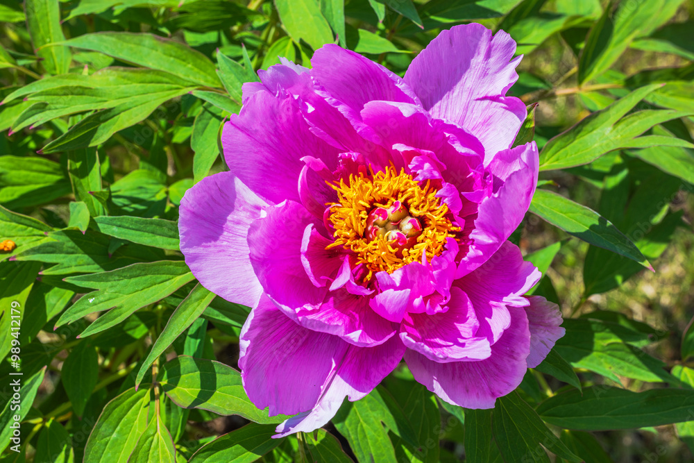 Bright pink peony bloom with yellow center surrounded by green leaves in a garden. Bright pink peony bloom with yellow center surrounded by green leaves in a garden.