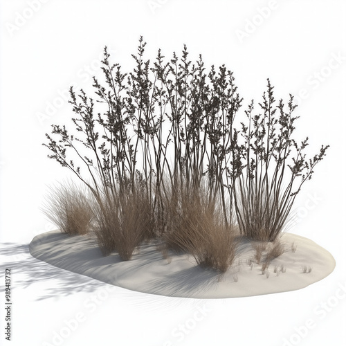 Prairie Grass Isolated
