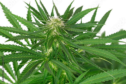 Close-up of the beginning of flowering of a marijuana plant on white background, initial stage of a flowering hemp plant photo