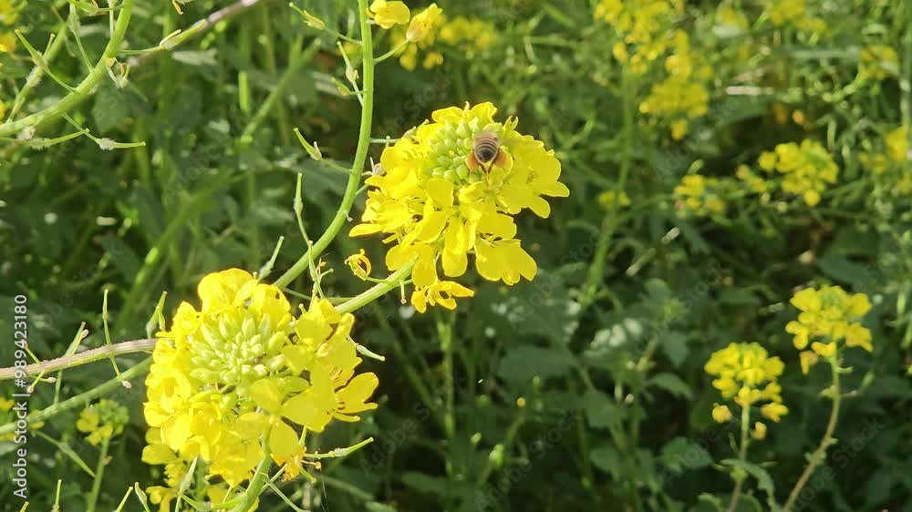Clear view of a honey bee collecting pollen and the pollen baskets on its legs Clear view of a honey bee collecting pollen and the pollen baskets on its legs