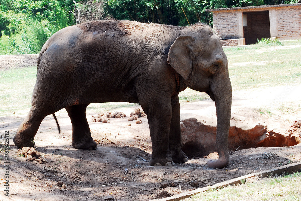 Naklejka premium Helefante africano tomando banho de terra
