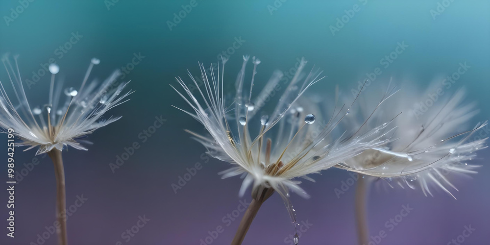 Obraz premium Macro shot of delicate dandelion seeds adorned with water droplets, against a soft, blurred background