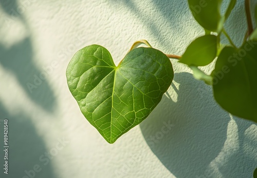 Green Heart Shaped Leaf on White Wall