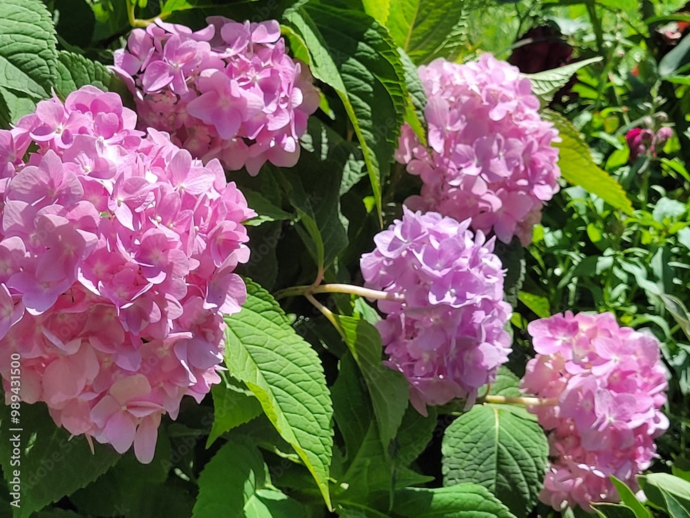 A bush of a flowering hydrangea that changes its color from pink to blue A bush of a flowering hydrangea that changes its color from pink to blue